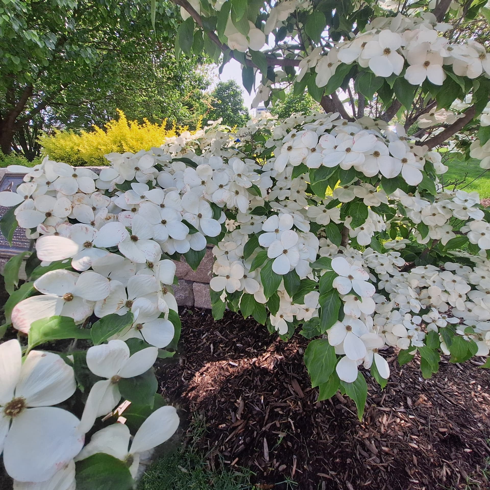 White dogwood tree in full bloom over a mulched bed